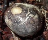 Blumenavia rhacodes image