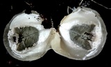Blumenavia rhacodes image