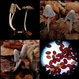 Coprinopsis krieglsteineri image