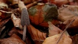 Coprinopsis krieglsteineri image