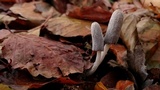 Coprinopsis krieglsteineri image