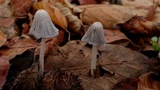 Coprinopsis krieglsteineri image