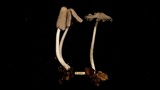 Coprinopsis krieglsteineri image