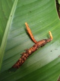 Nigelia martiale image