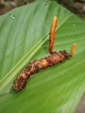 Nigelia martiale image