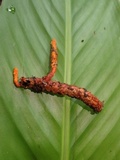 Nigelia martiale image