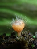 Cookeina tricholoma image