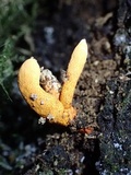 Nigelia martiale image