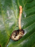 Cordyceps melolonthae image