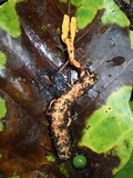 Nigelia martiale image