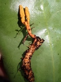 Nigelia martiale image