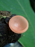 Cookeina speciosa image