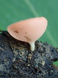 Cookeina speciosa image