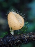 Cookeina tricholoma image