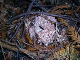 Ramaria botrytis image