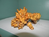 Gymnopilus luteus image