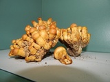 Gymnopilus luteus image