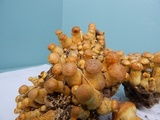 Gymnopilus luteus image