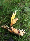 Nigelia martiale image