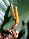 Nigelia martiale image