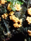 Lanatonectria mammiformis image