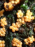 Lanatonectria mammiformis image
