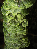 Coenogonium subluteum image