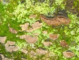 Hymenochaete rubiginosa image