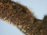 Hymenochaete rubiginosa image