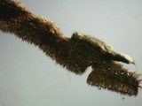 Hymenochaete rubiginosa image