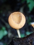 Cookeina tricholoma image