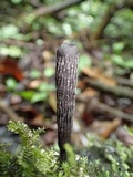 Xylaria grammica image