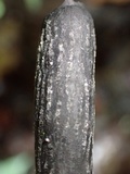 Xylaria grammica image