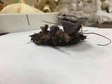 Phellodon melaleucus image