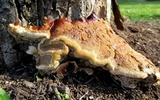 Ganoderma sessile image