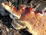 Ganoderma sessile image