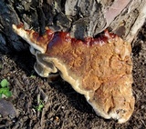 Ganoderma sessile image
