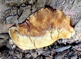Ganoderma sessile image