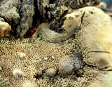 Ganoderma sessile image