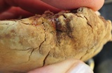 Ganoderma sessile image