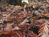 Micromphale sequoiae image
