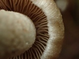 Inocybe mucidiolens image