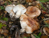 Tricholoma dryophilum image