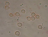 Tricholoma dryophilum image