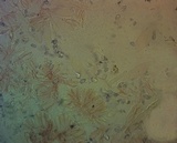 Mycena niveipes image