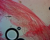 Mycena niveipes image