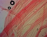 Mycena niveipes image