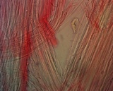 Mycena niveipes image