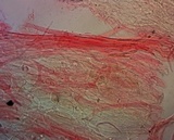 Mycena niveipes image