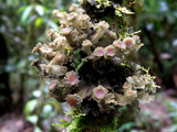 Leptogium phyllocarpum var. phyllocarpum image
